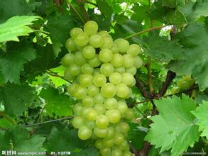 山东葡萄的种植面积大价格低