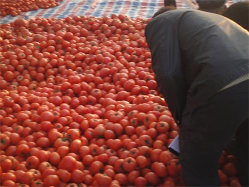 品种齐全产量高的山东西红柿等待您的订购