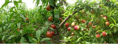 山东大棚油桃的种植数量多