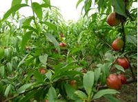 山东大棚油桃的种植需要注意温度的变化